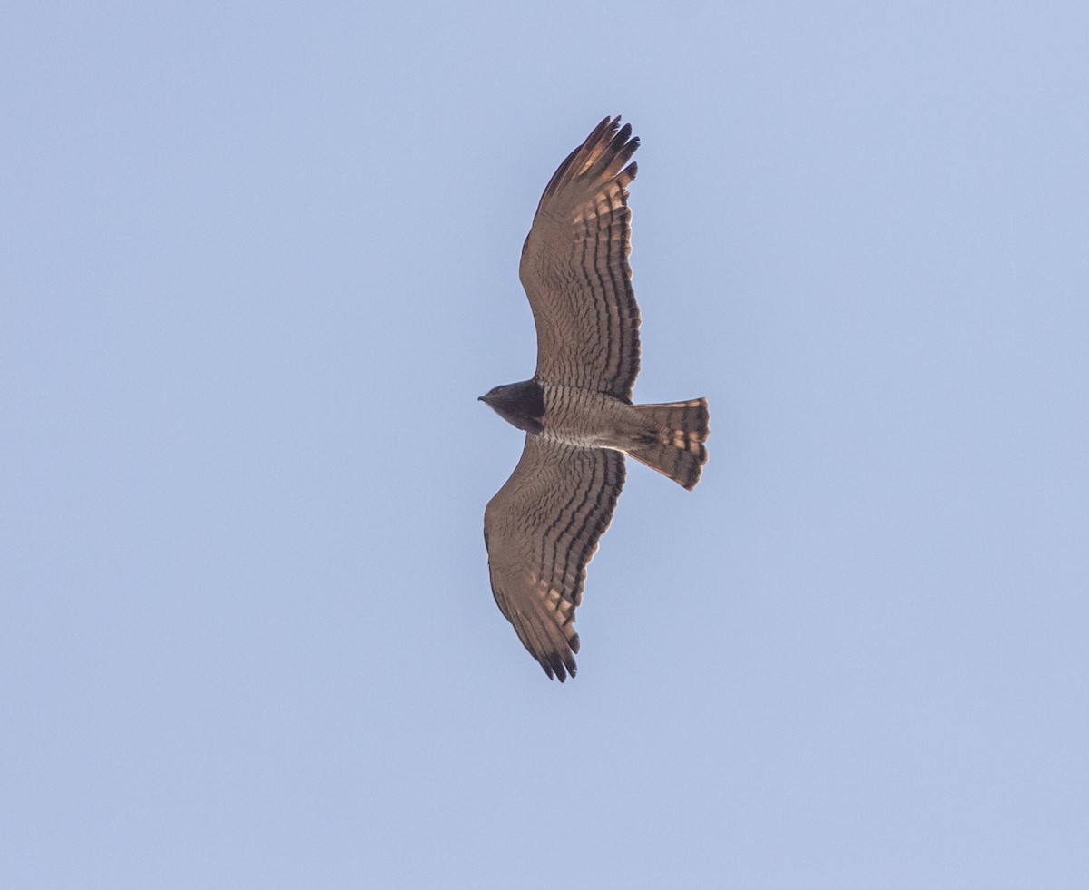 Beaudouin's Snake-Eagle - ML639015739