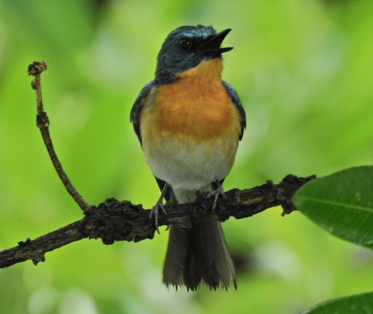 Tickell's Blue Flycatcher - ML639015763