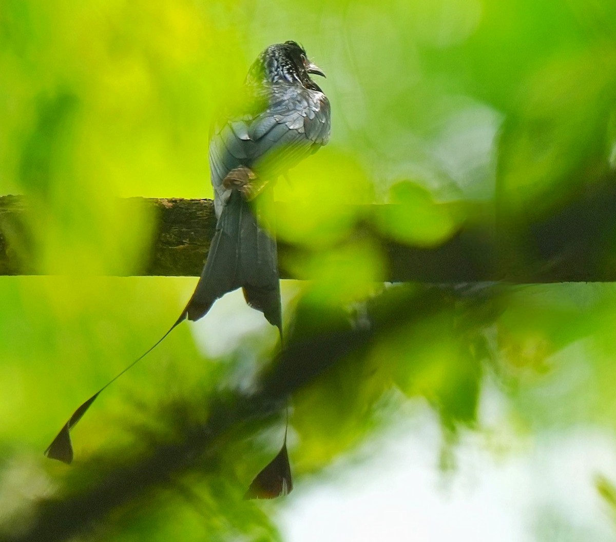 Greater Racket-tailed Drongo - ML639015769