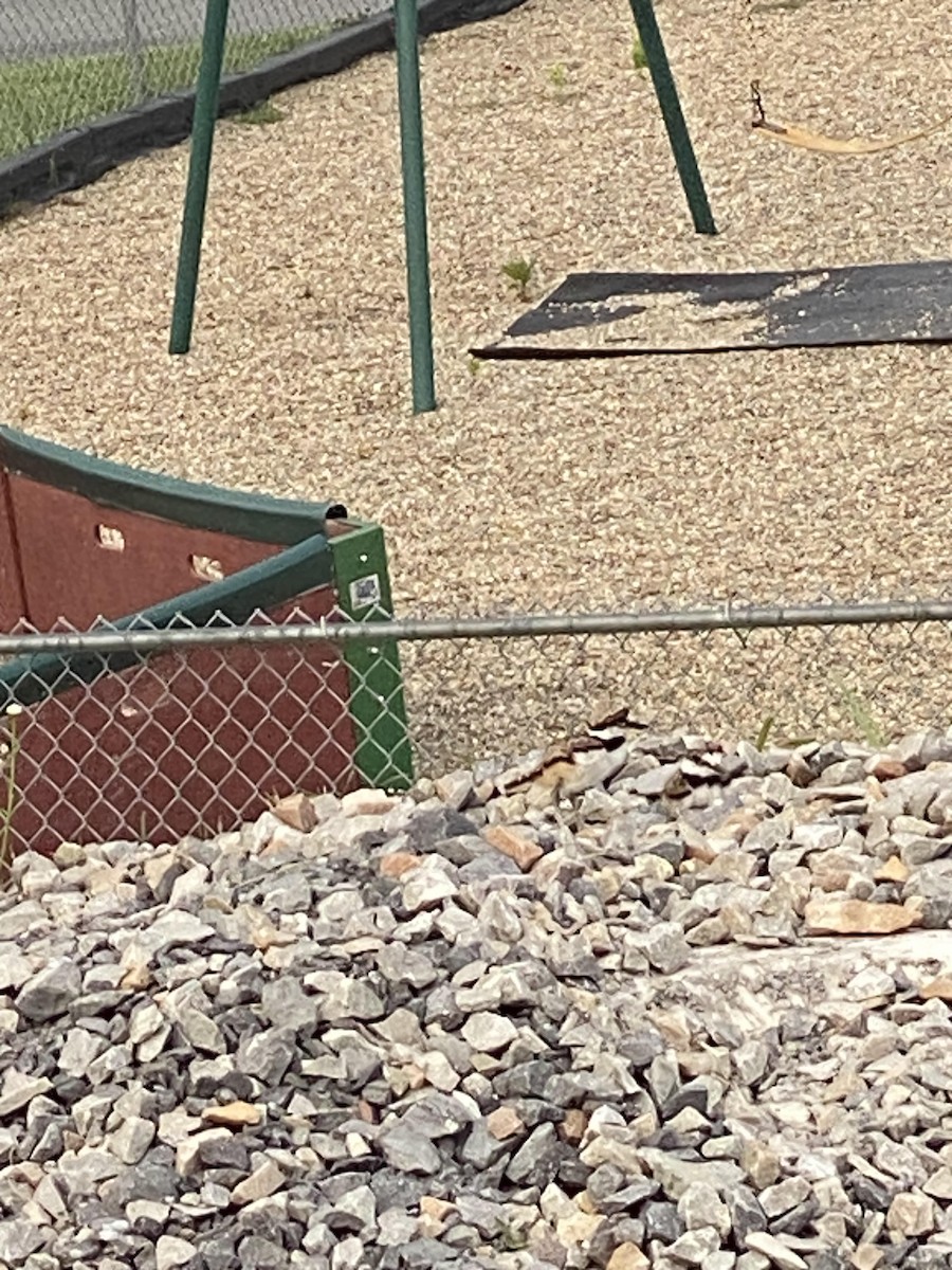 Killdeer - ML639015777