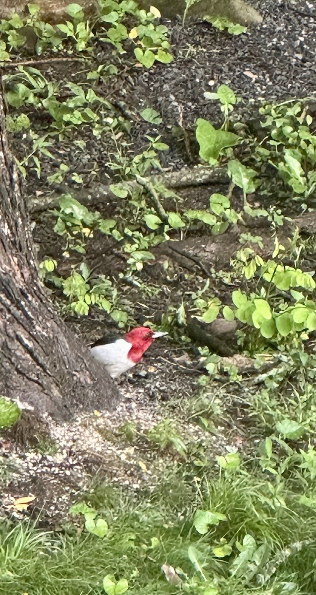 Red-headed Woodpecker - ML639015831