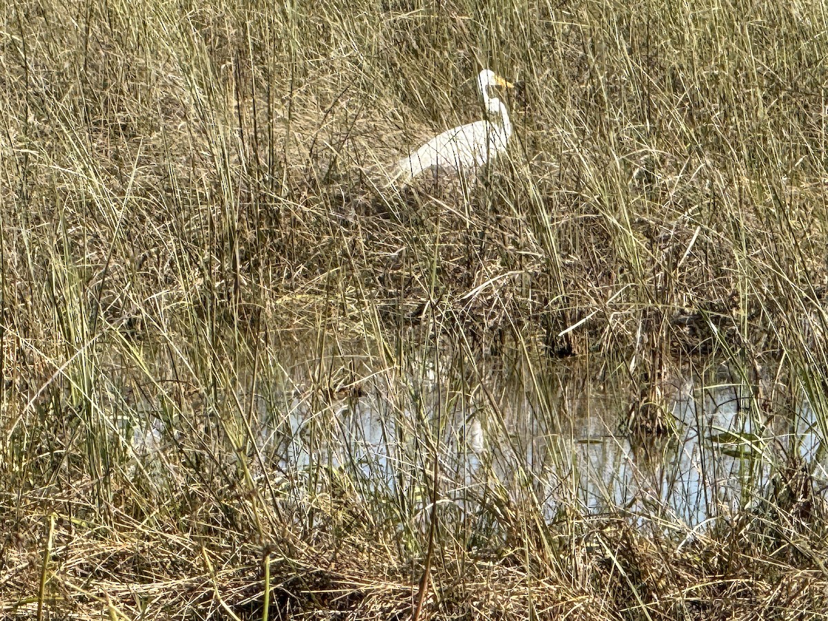 egretthegre - ML639016081