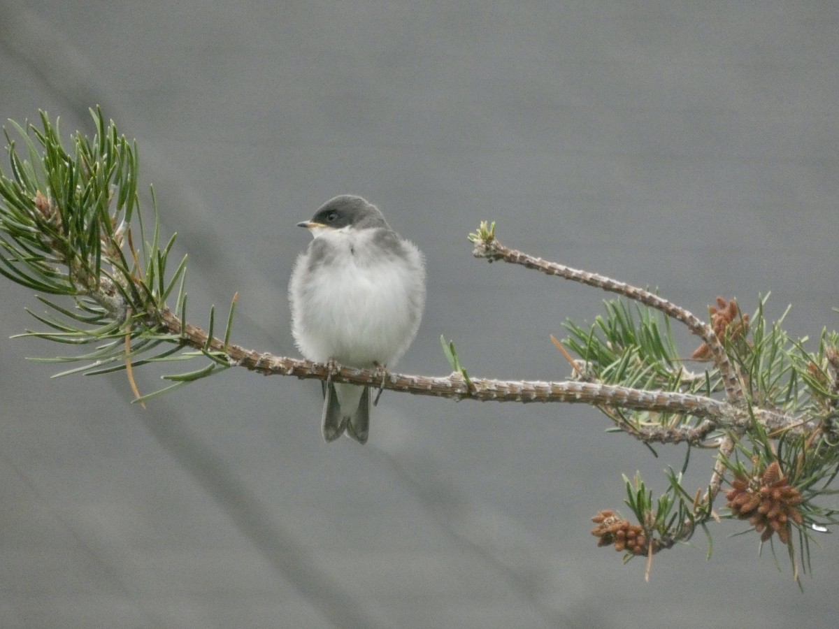Tree Swallow - ML639016107