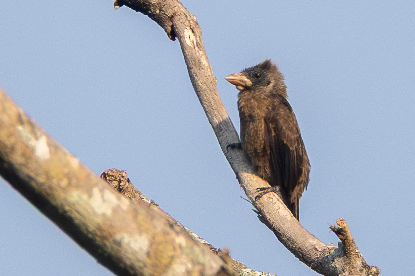 Naked-faced Barbet - ML639016221