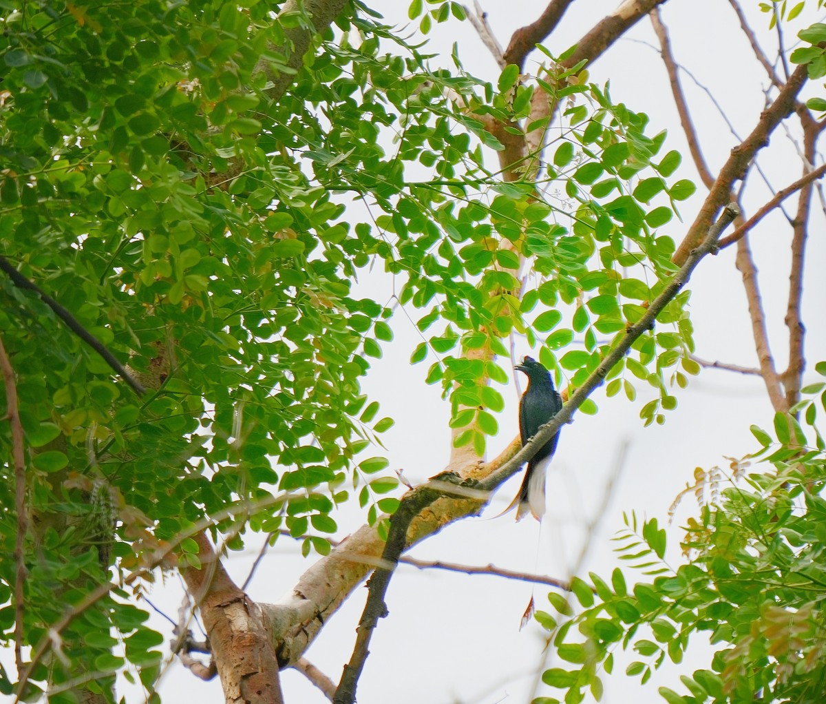 Greater Racket-tailed Drongo - ML639016239