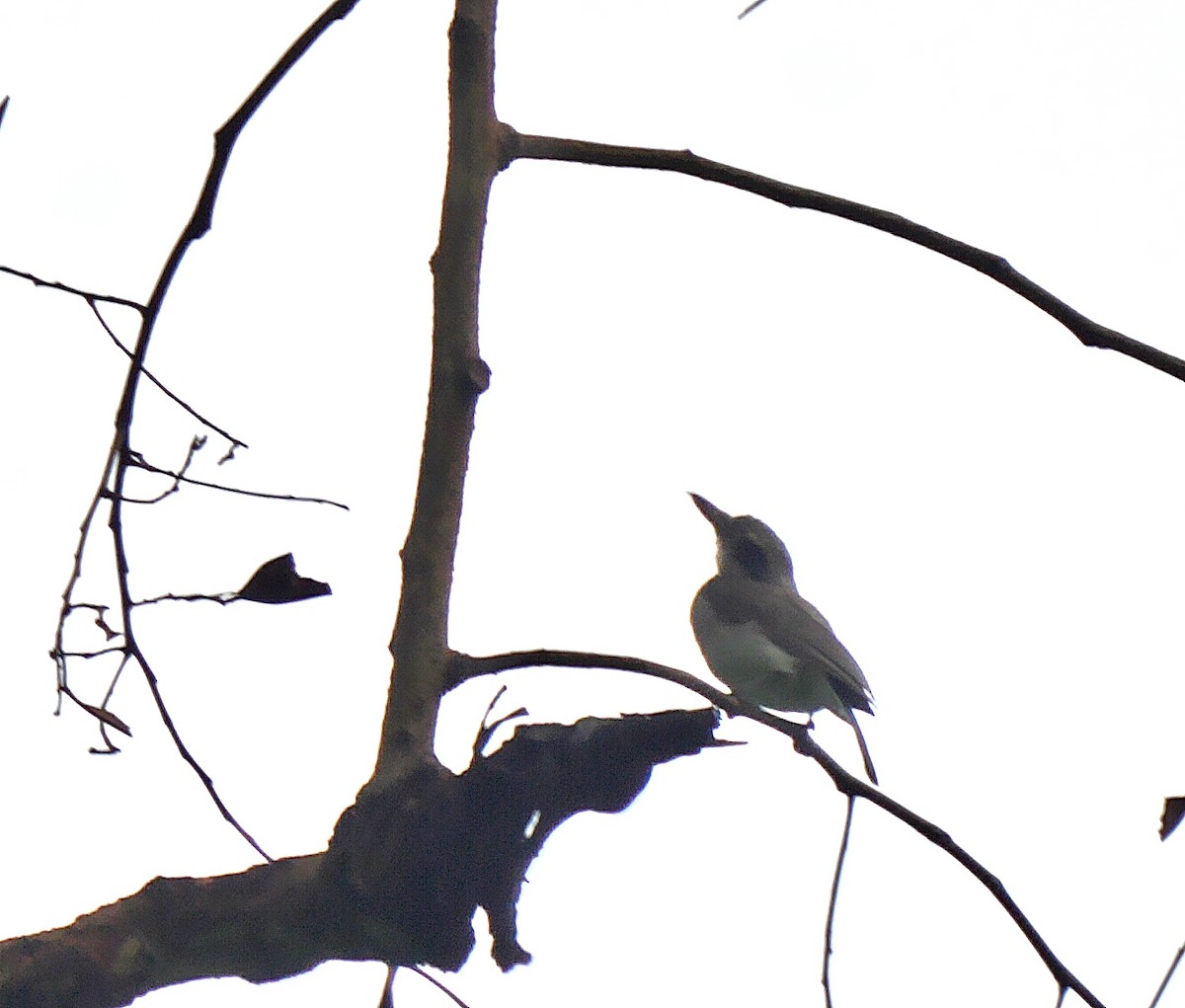Common Woodshrike - ML639016249