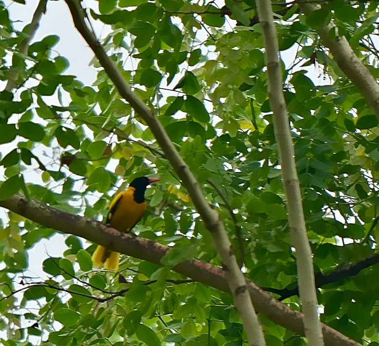 Black-hooded Oriole - ML639016251