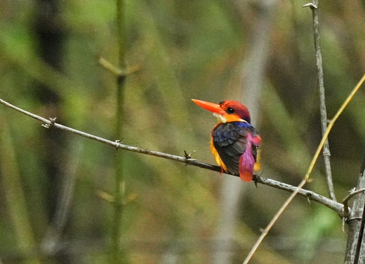 Black-backed Dwarf-Kingfisher - ML639016269