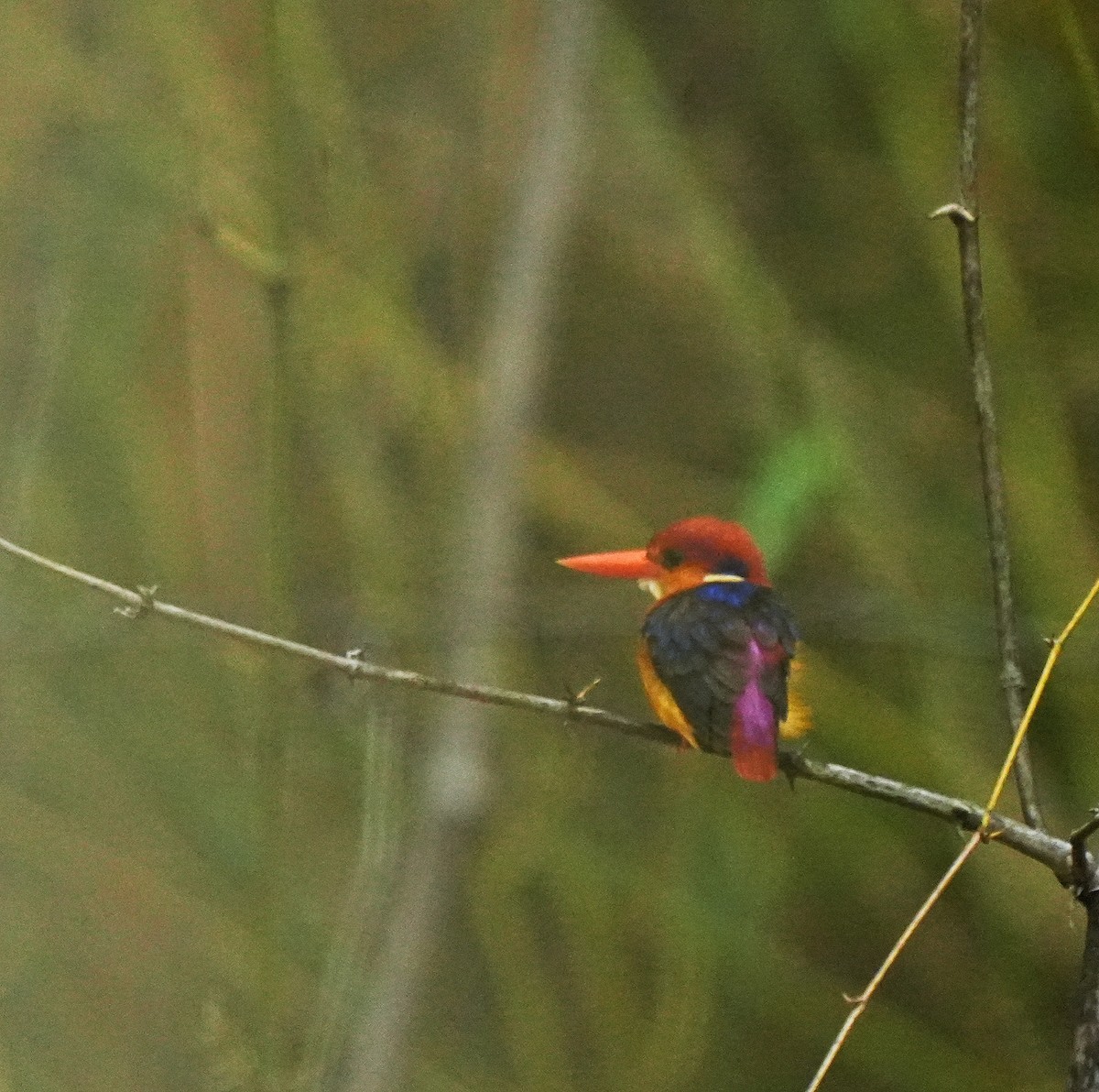 Black-backed Dwarf-Kingfisher - ML639016270