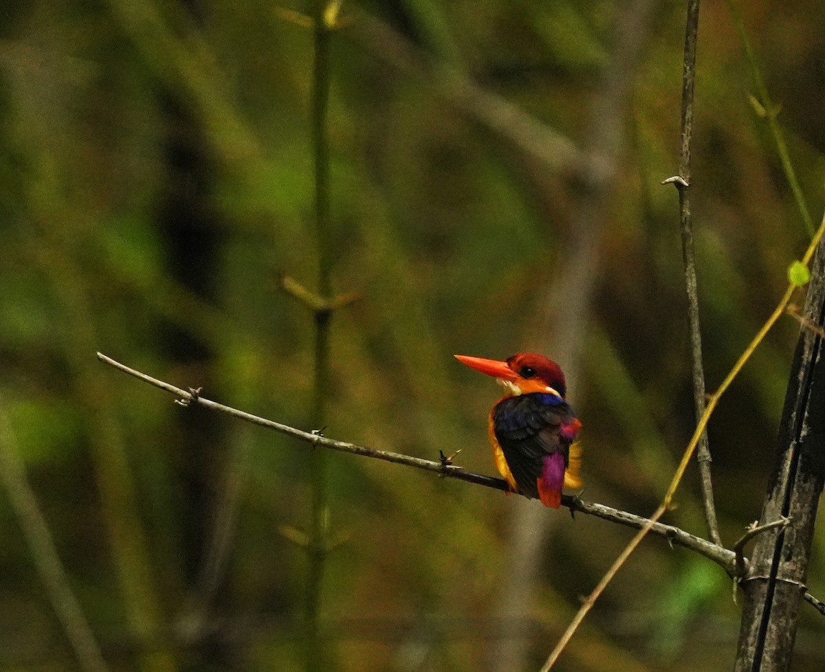 Black-backed Dwarf-Kingfisher - ML639016271