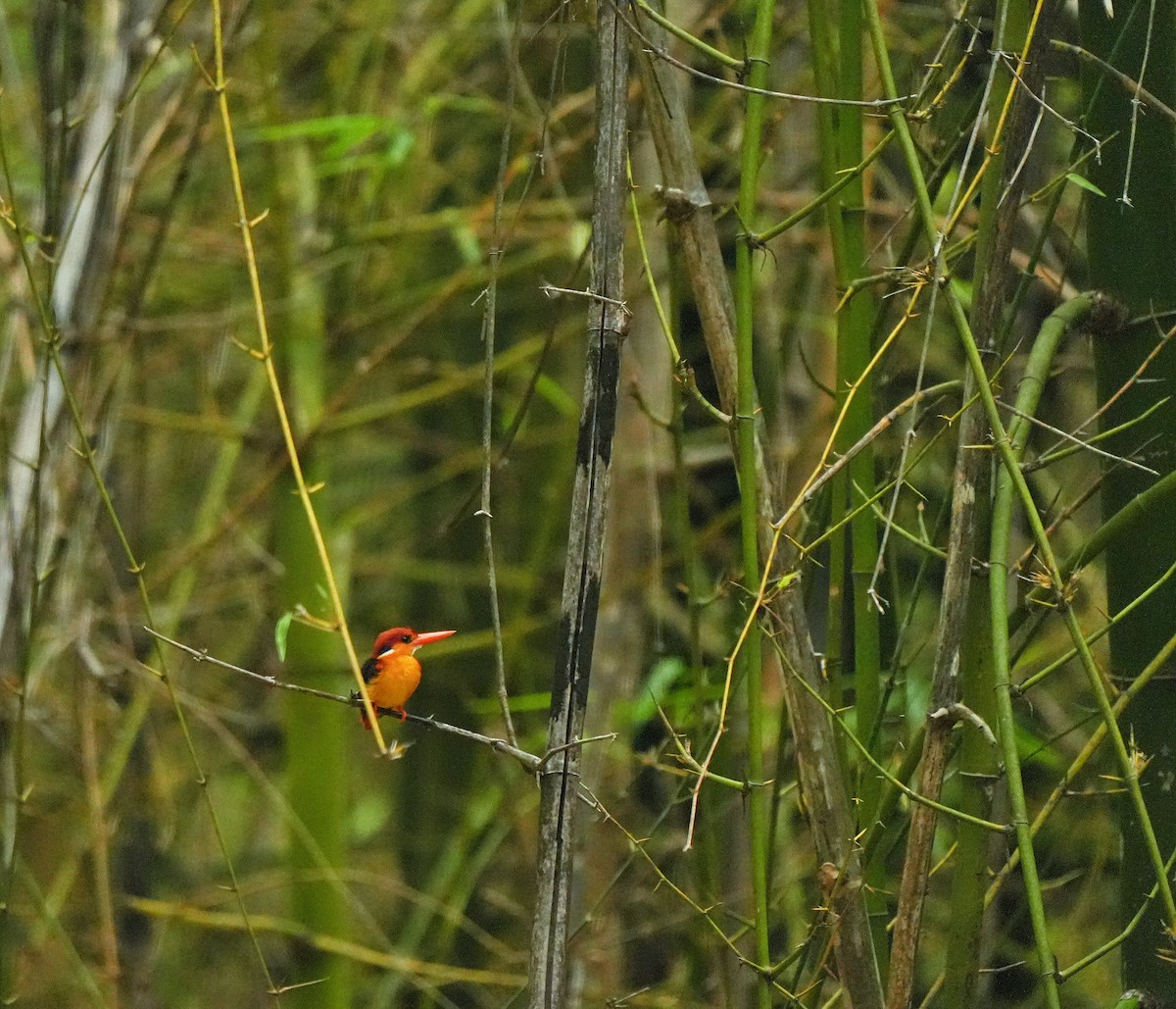 Black-backed Dwarf-Kingfisher - ML639016272