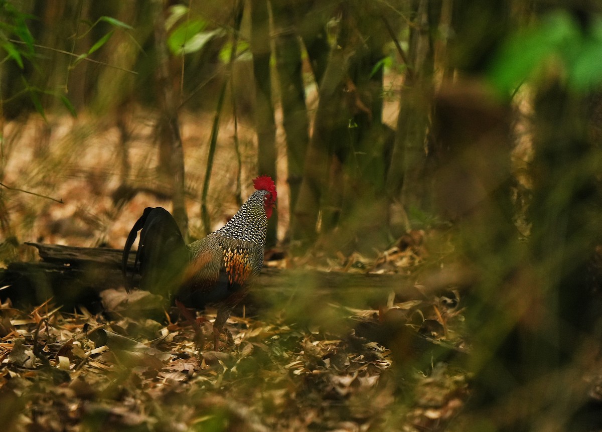 Gray Junglefowl - ML639016319