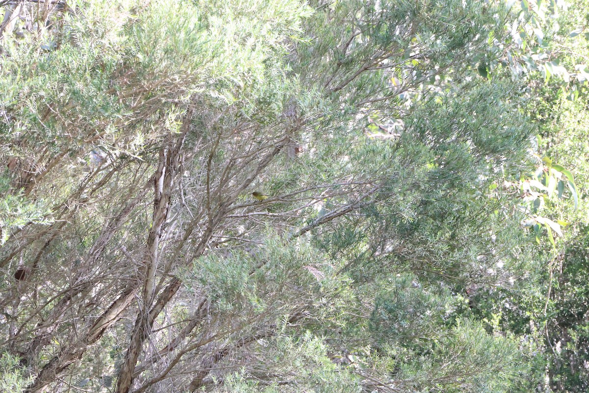 Yellow Thornbill - ML639016366