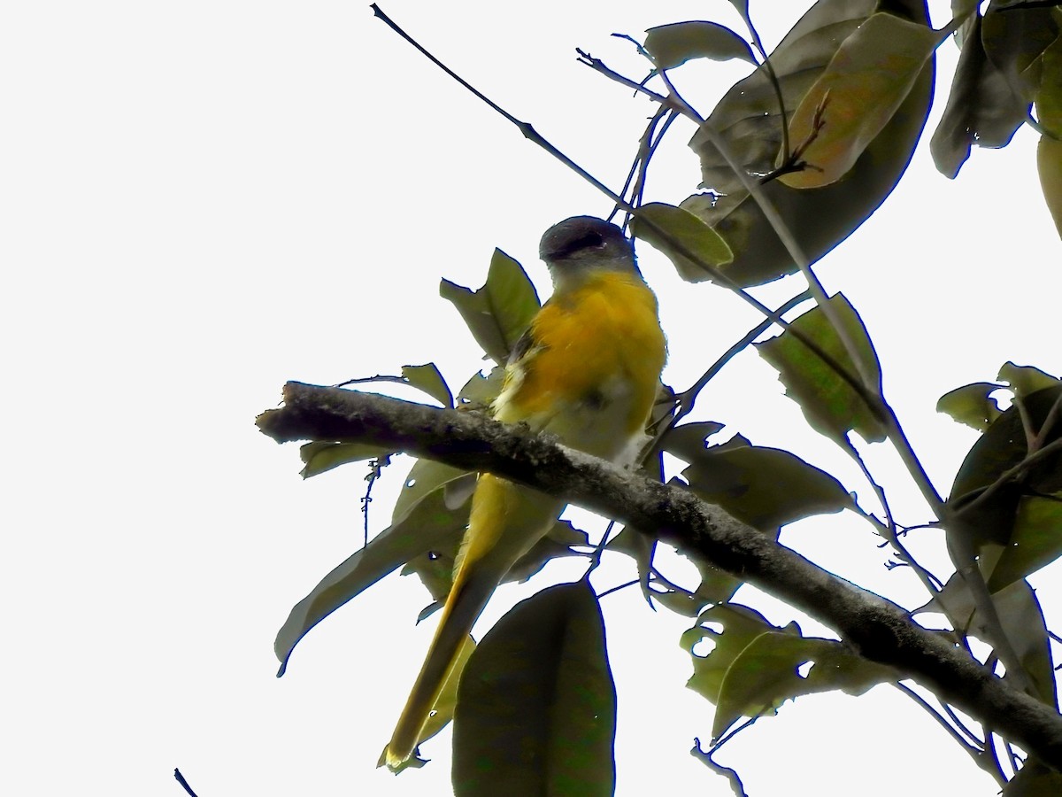 Gray-chinned Minivet - ML639016446