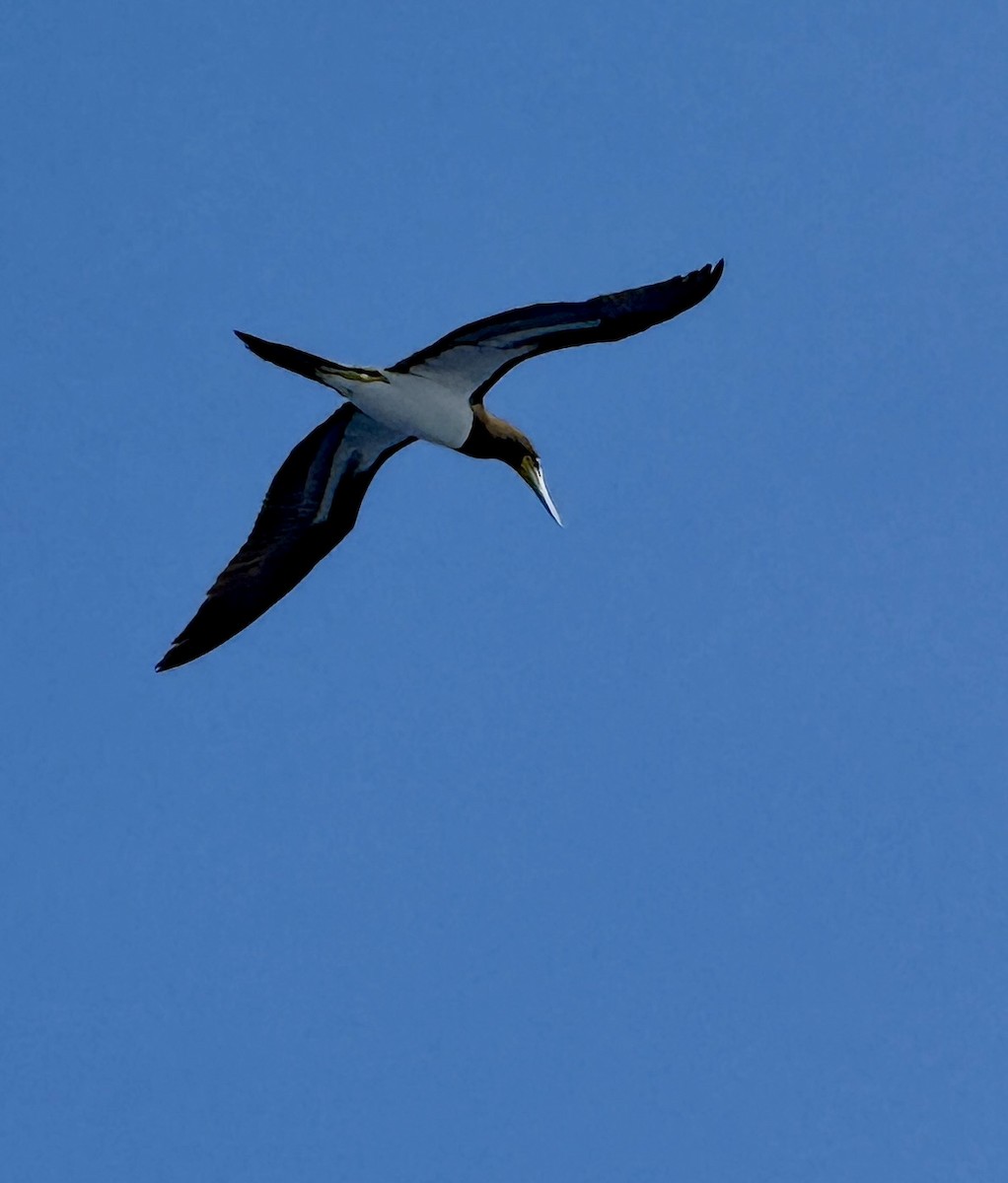 Brown Booby - ML639016472