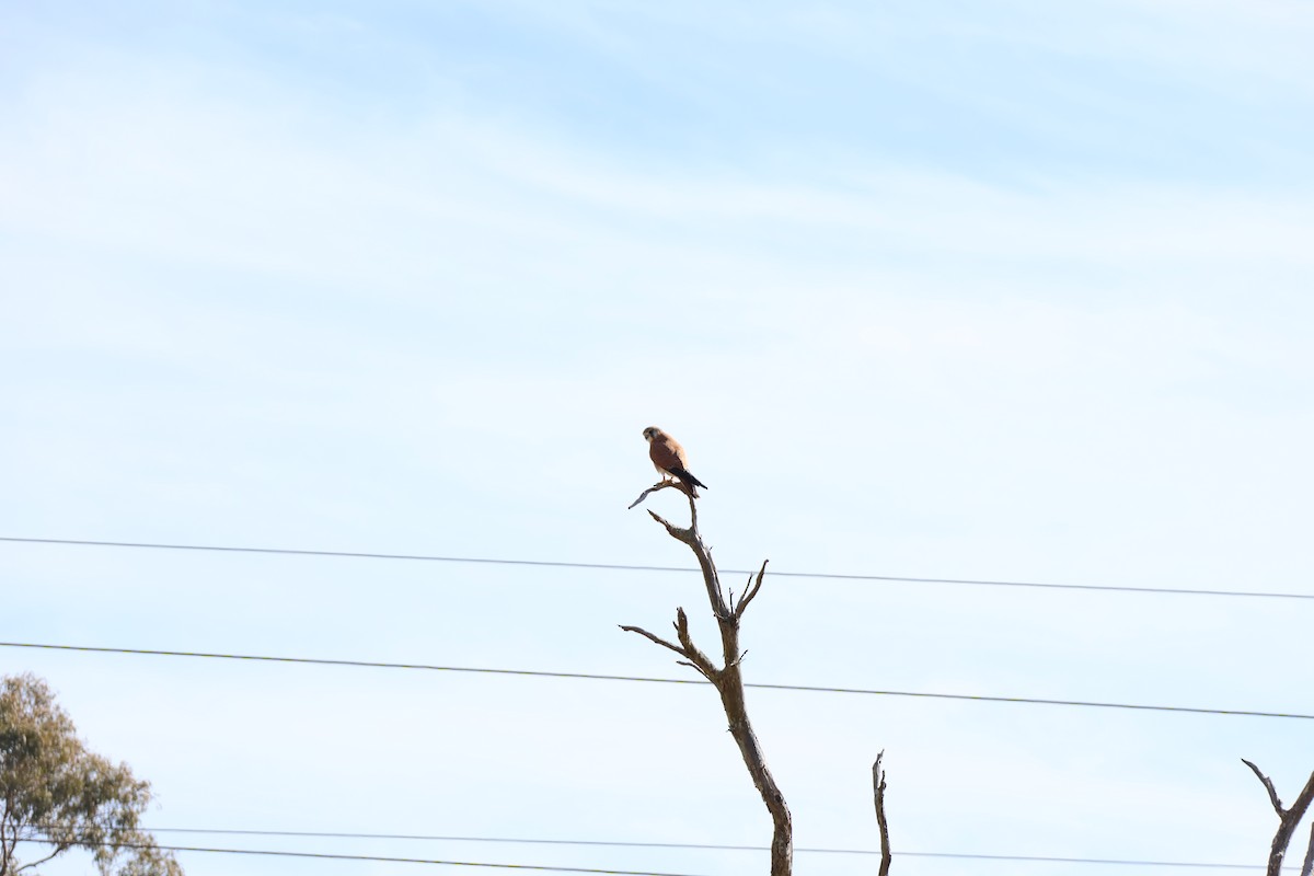 Nankeen Kestrel - ML639016583
