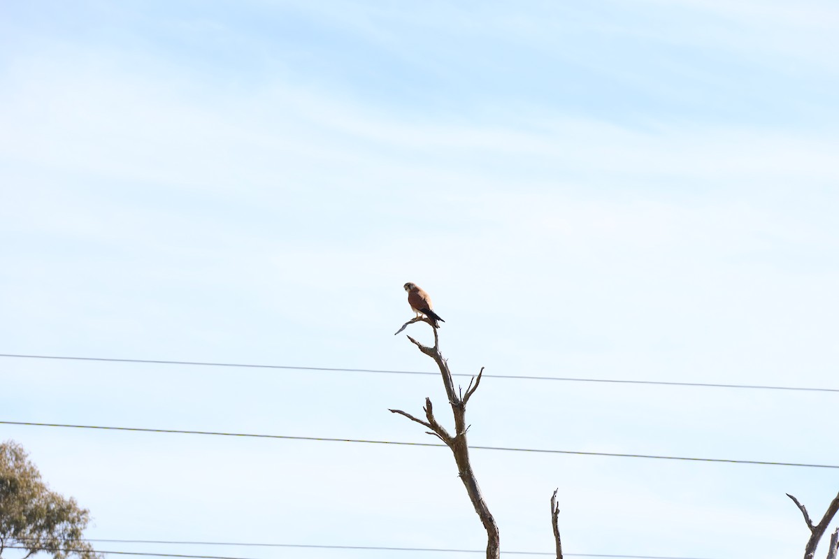 Nankeen Kestrel - ML639016584