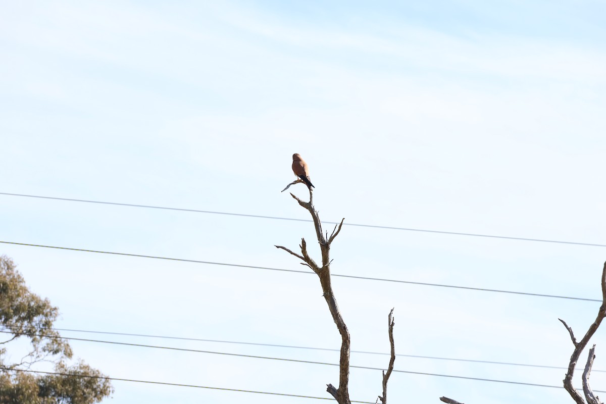 Nankeen Kestrel - ML639016585