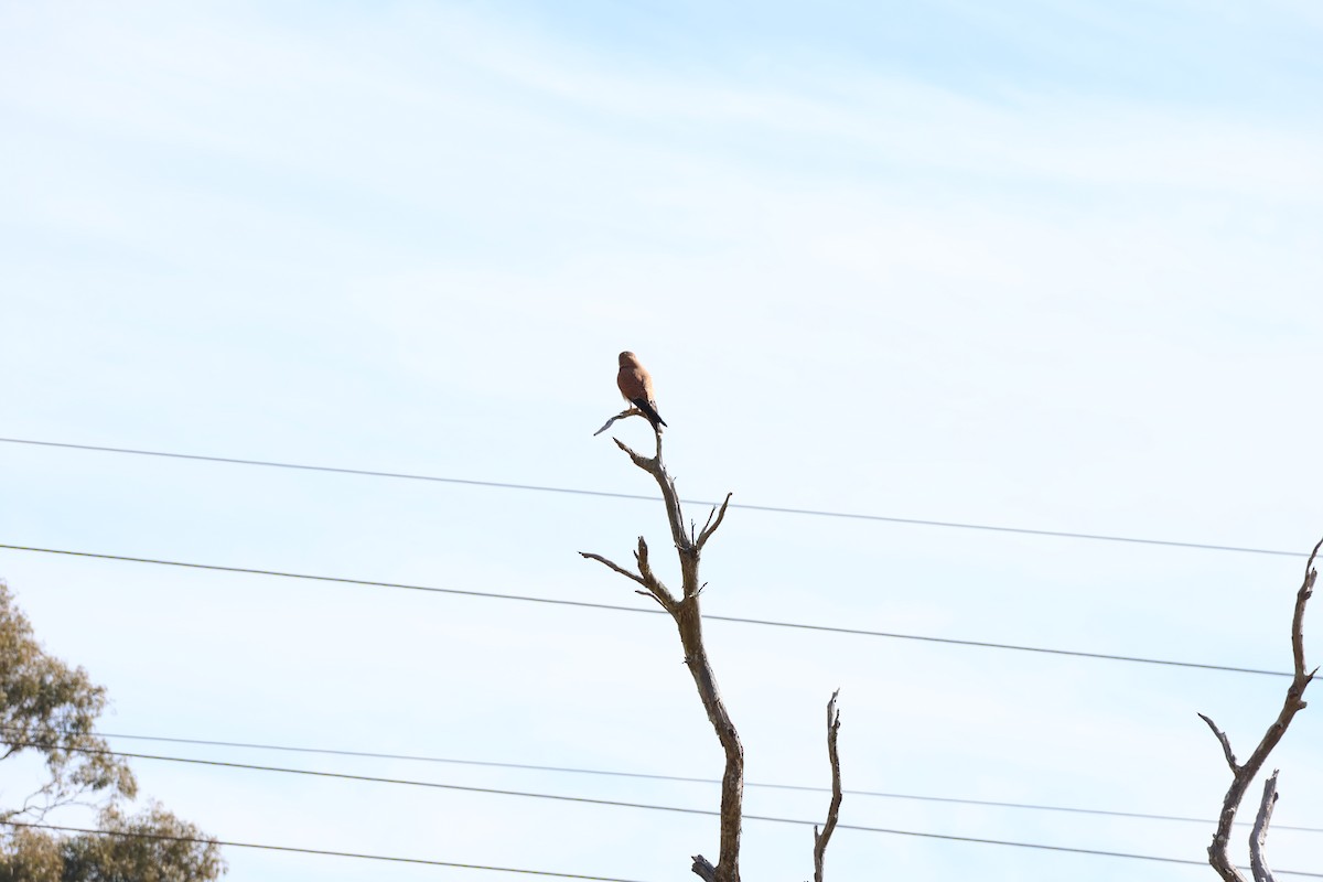 Nankeen Kestrel - ML639016586