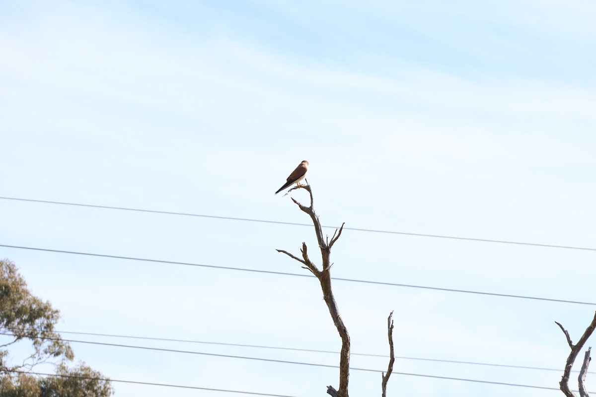 Nankeen Kestrel - ML639016587
