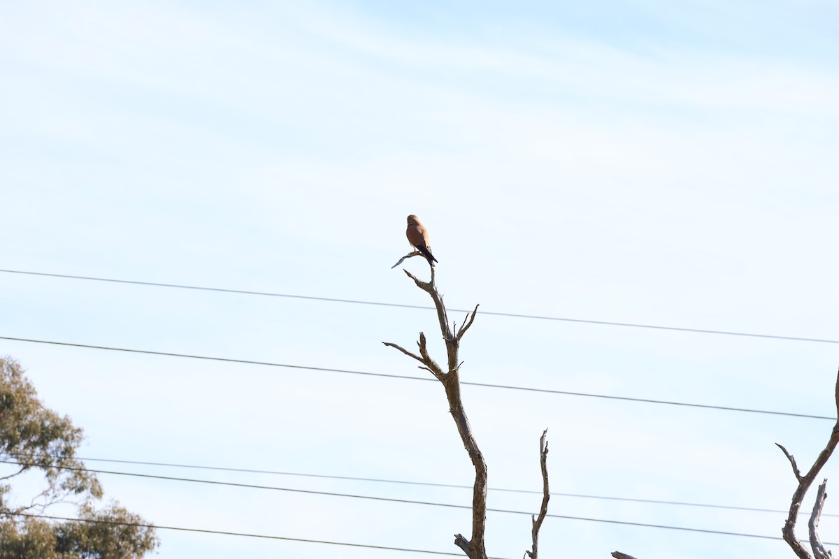 Nankeen Kestrel - ML639016588