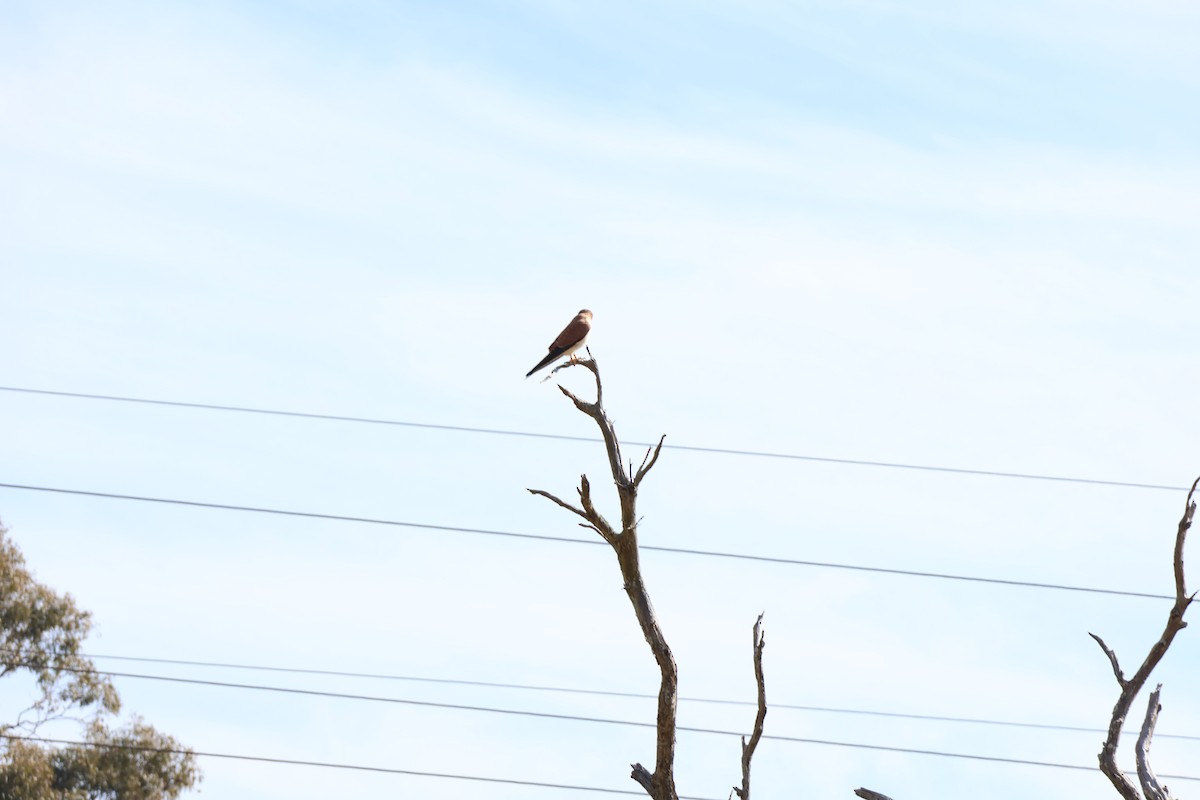 Nankeen Kestrel - ML639016589