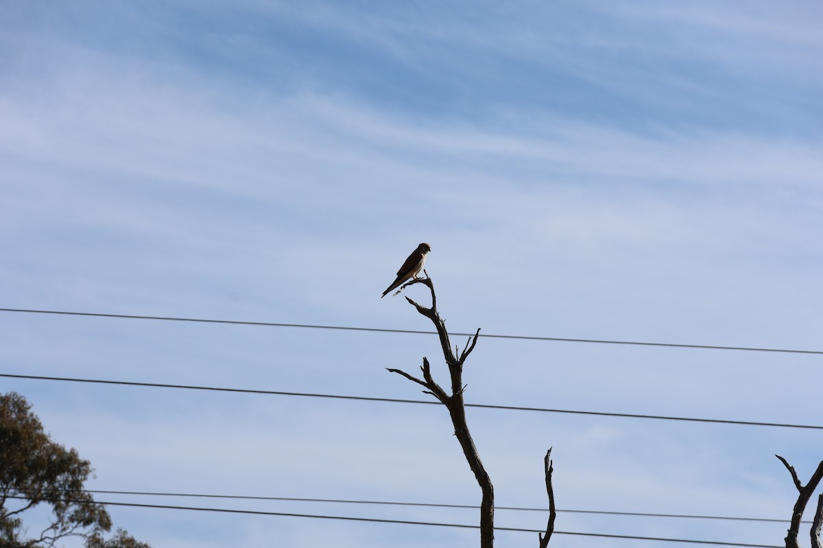 Nankeen Kestrel - ML639016590
