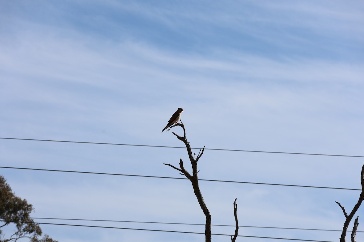 Nankeen Kestrel - ML639016591