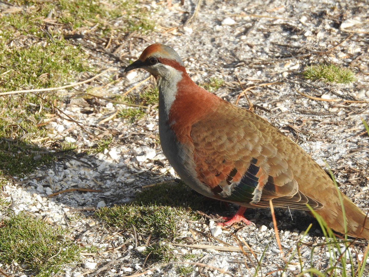 Brush Bronzewing - ML639016760