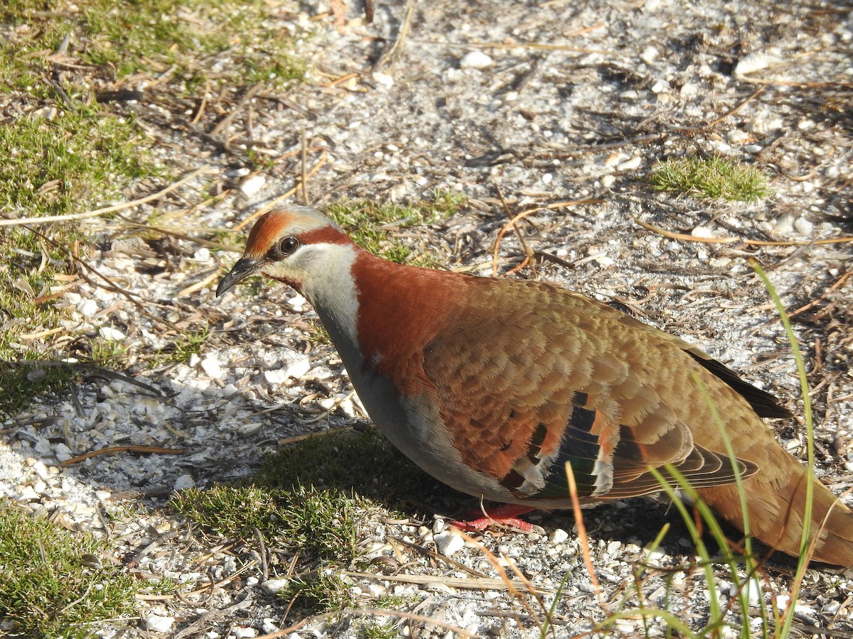 Brush Bronzewing - ML639016762