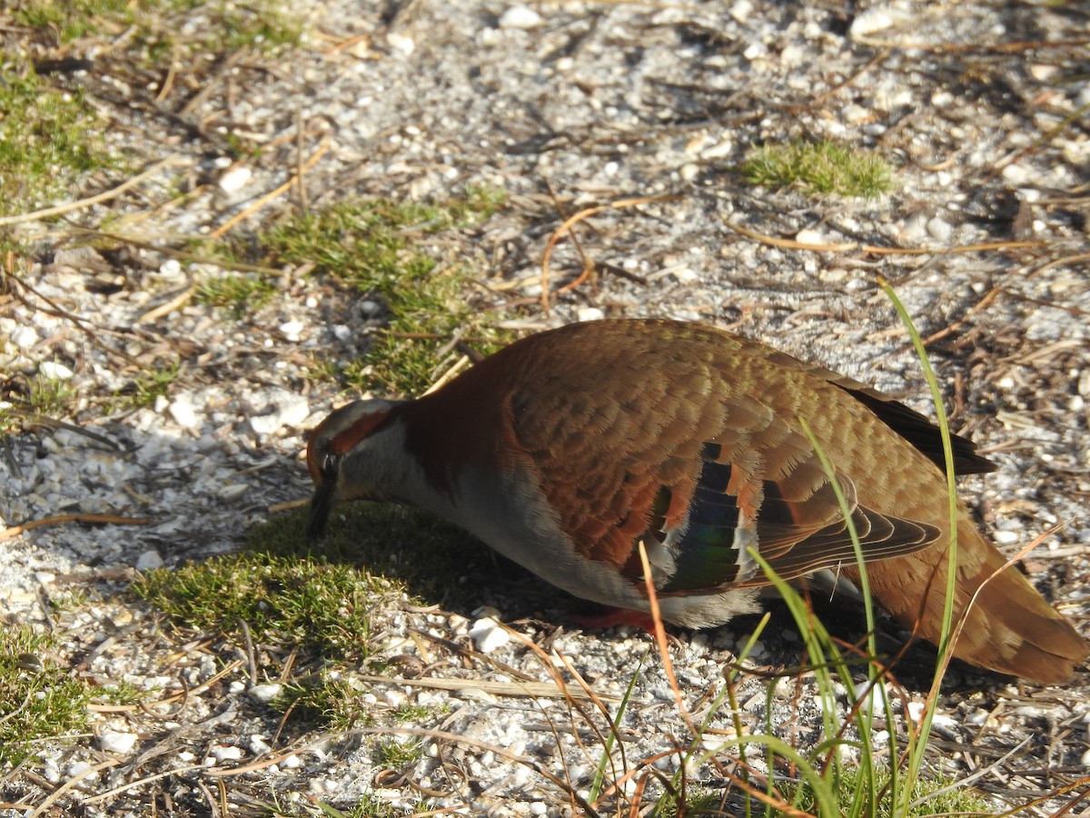 Brush Bronzewing - ML639016763