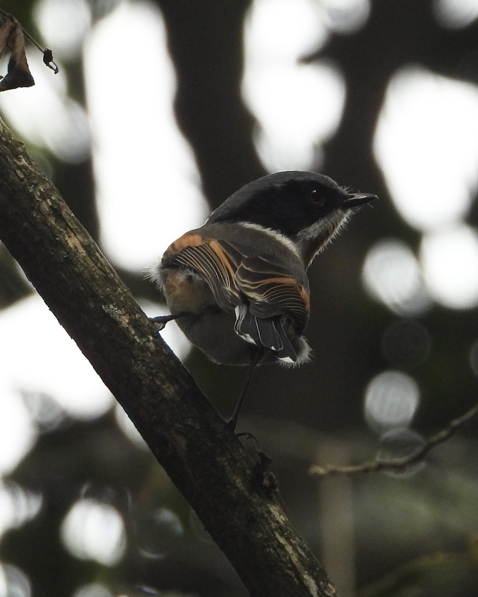 Cape Batis (Cape) - ML639016806