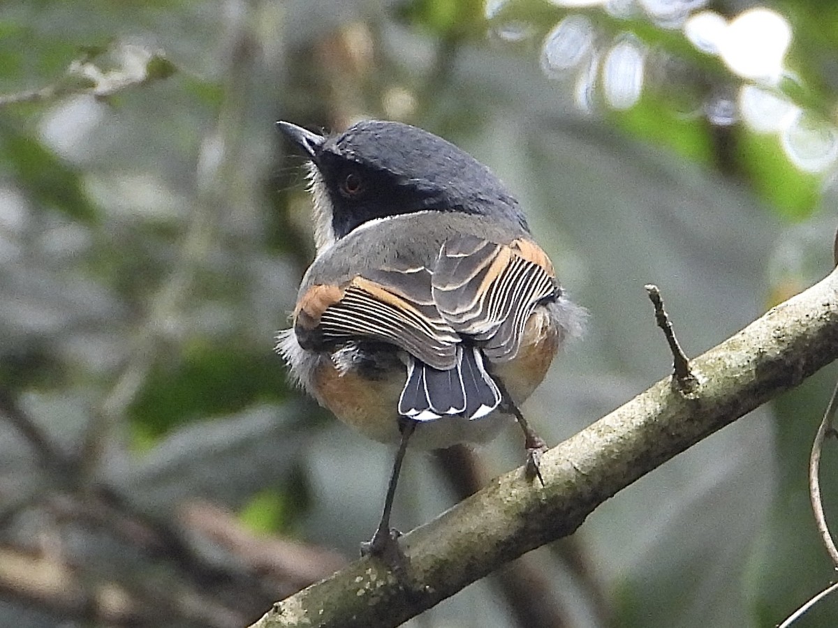 Cape Batis (Cape) - ML639016807