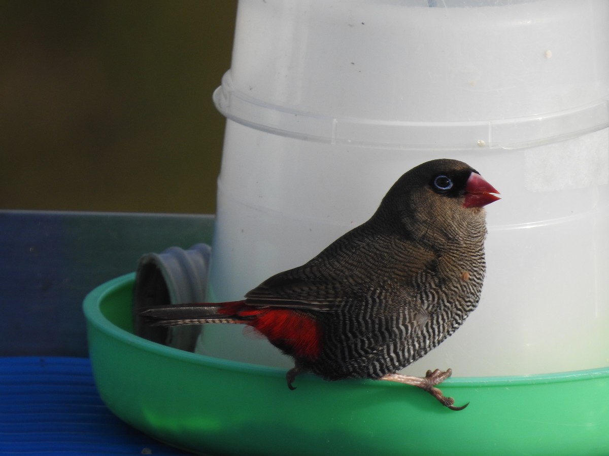 Beautiful Firetail - ML639016812