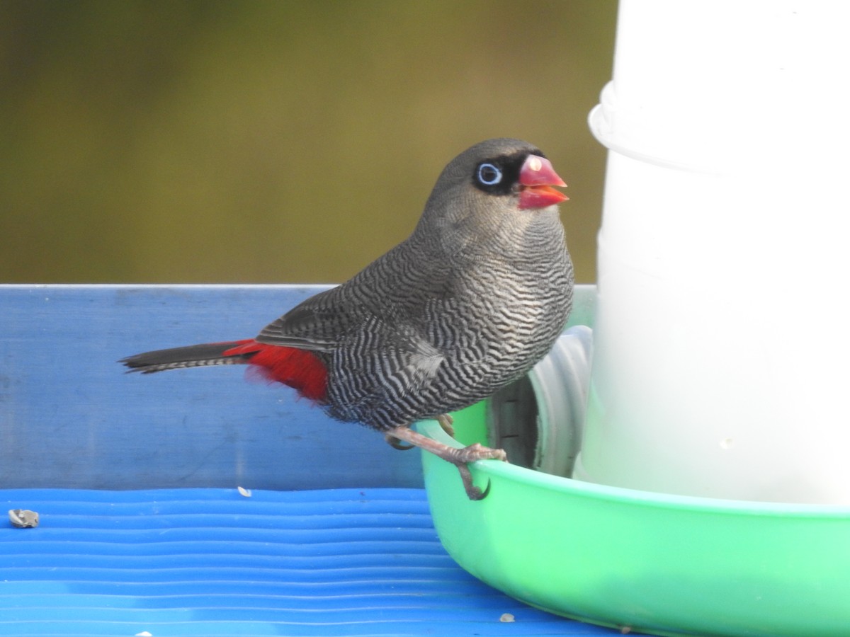 Beautiful Firetail - ML639016813