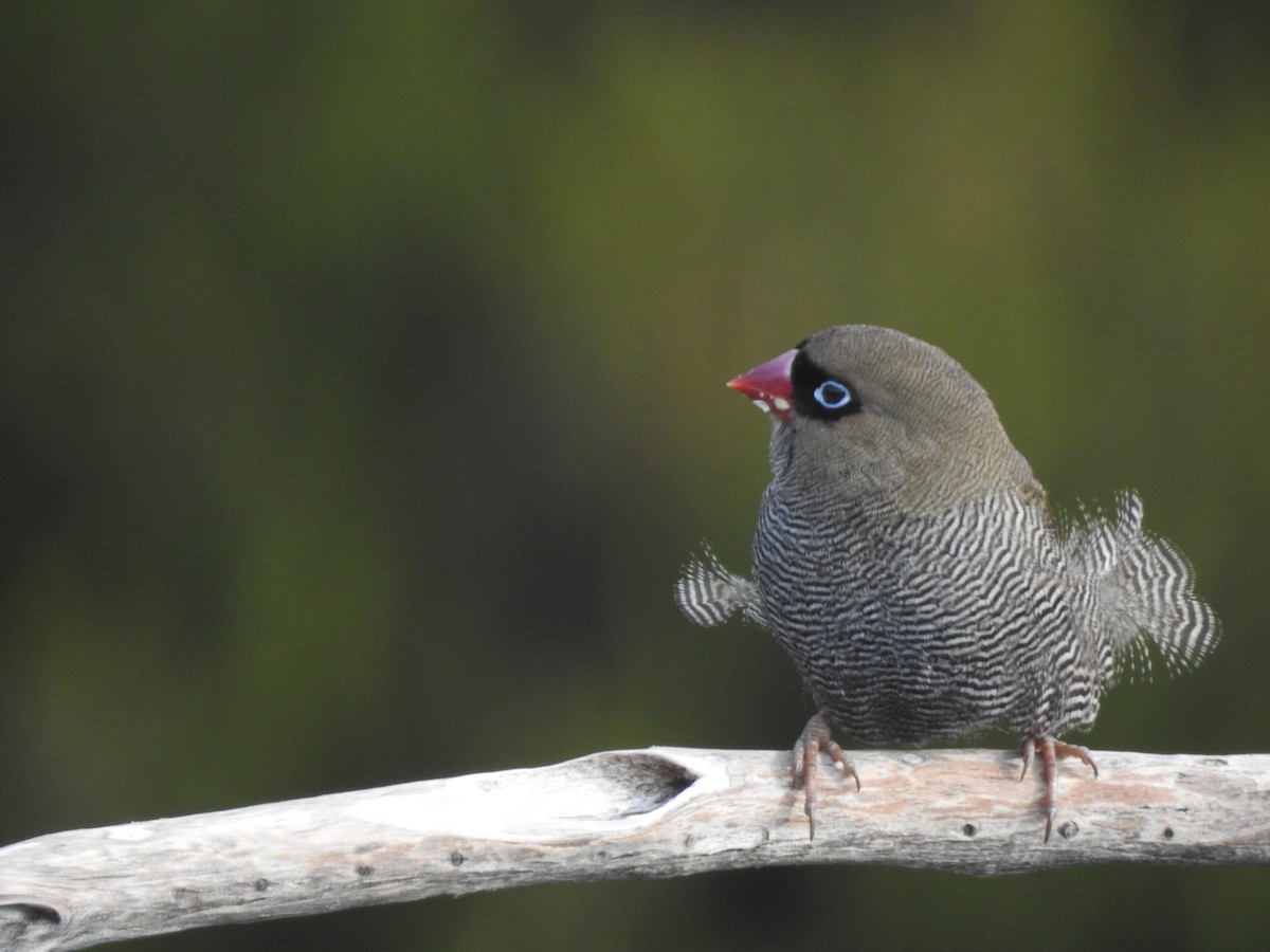 Beautiful Firetail - ML639016814