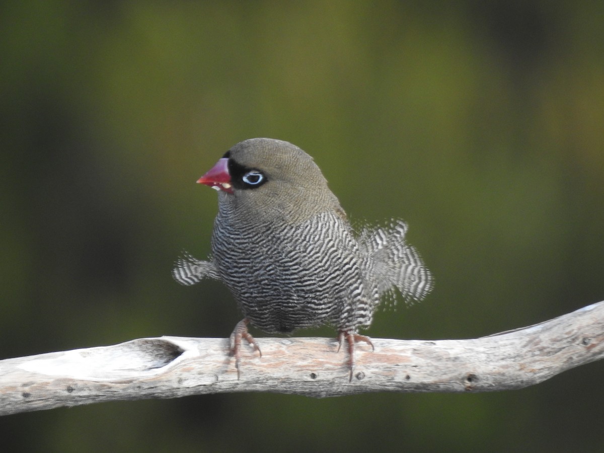 Beautiful Firetail - ML639016816