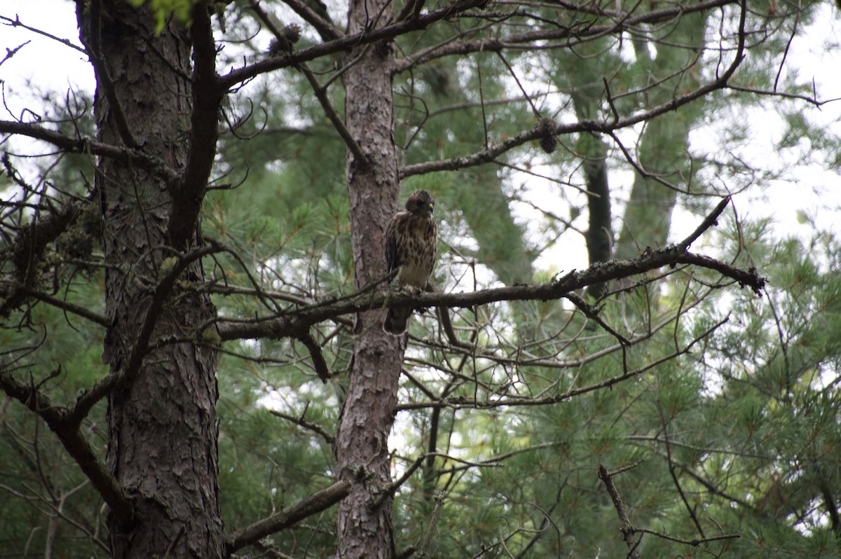 Accipitrine hawk sp. (former Accipiter sp.) - ML639016818