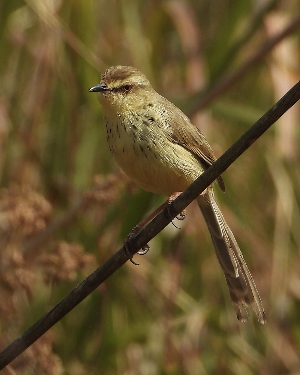 Drakensberg Prinia - ML639016889