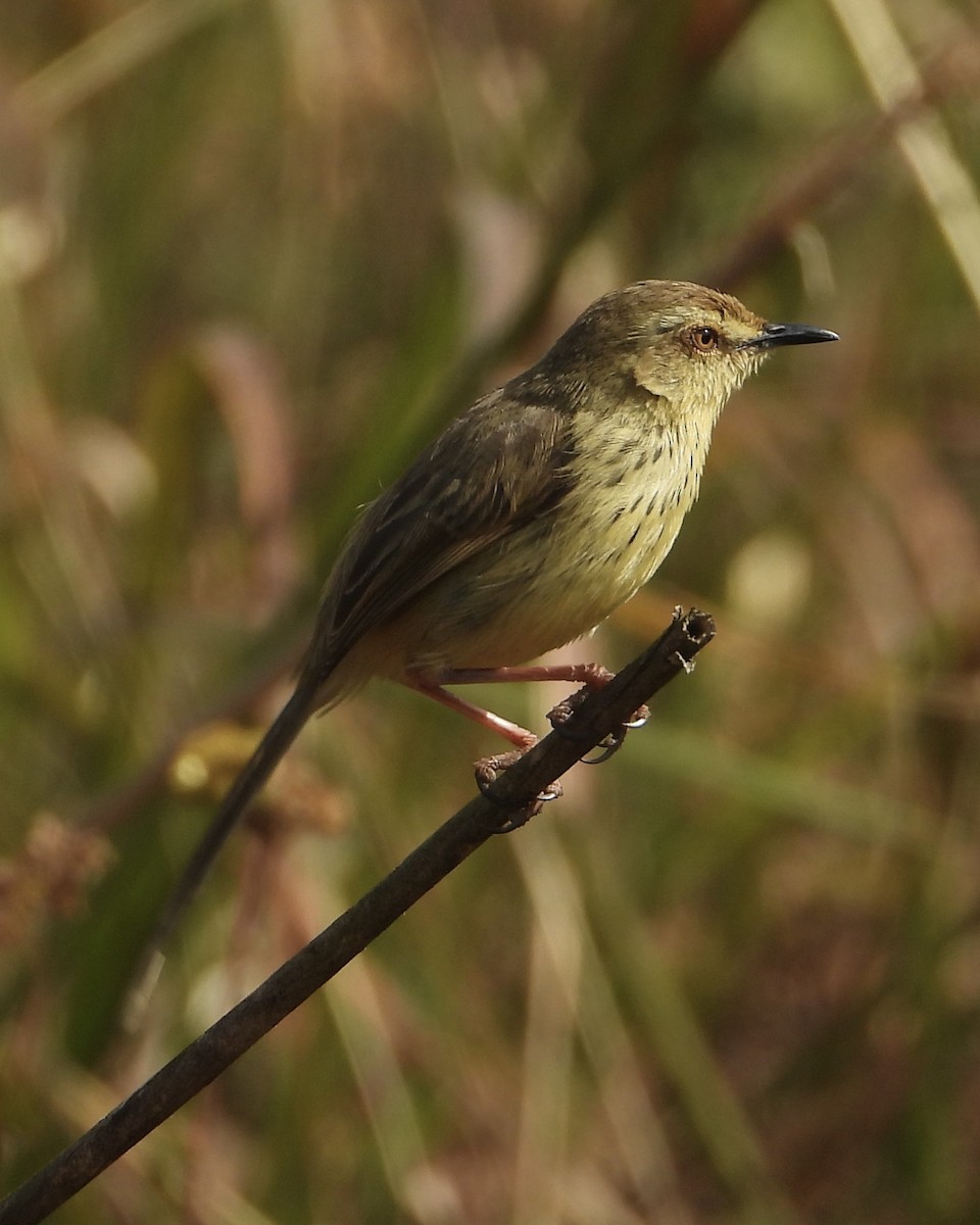 Drakensberg Prinia - ML639016890