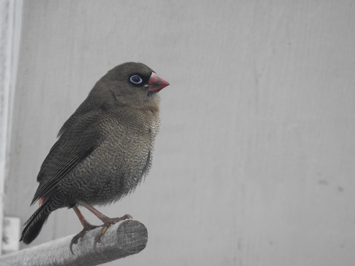 Beautiful Firetail - ML639016927