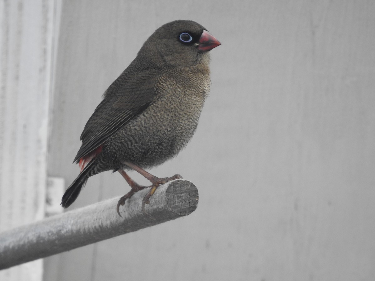 Beautiful Firetail - ML639016928