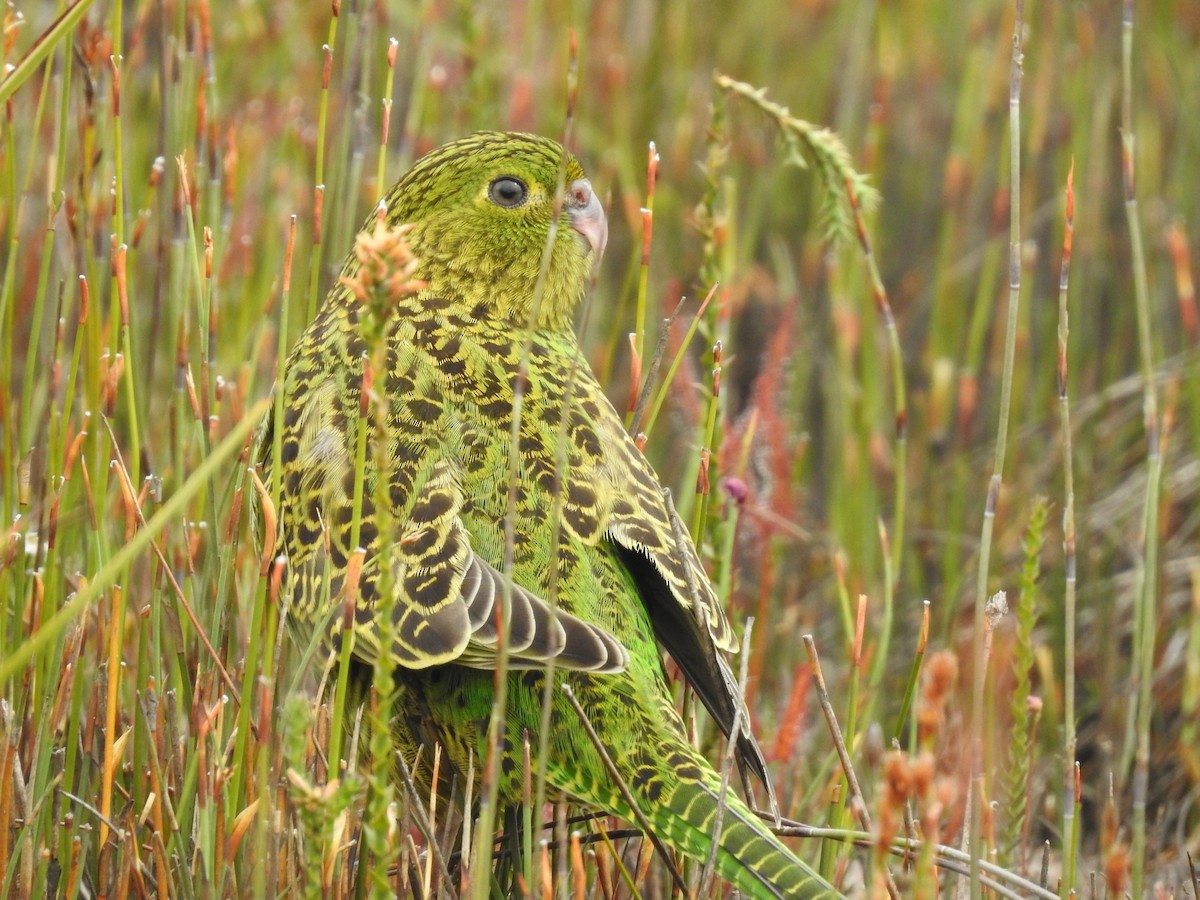 Ground Parrot - ML639017039
