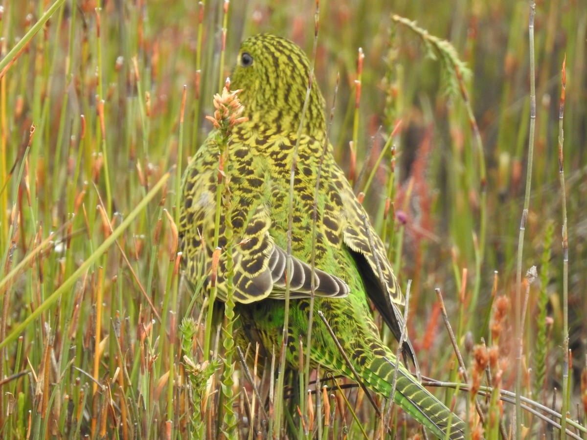 Ground Parrot - ML639017040