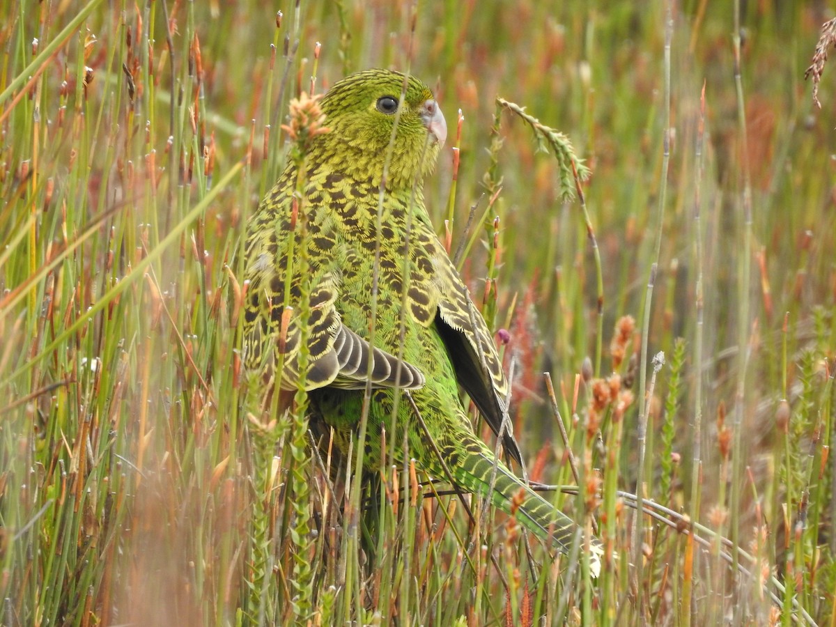 Ground Parrot - ML639017042