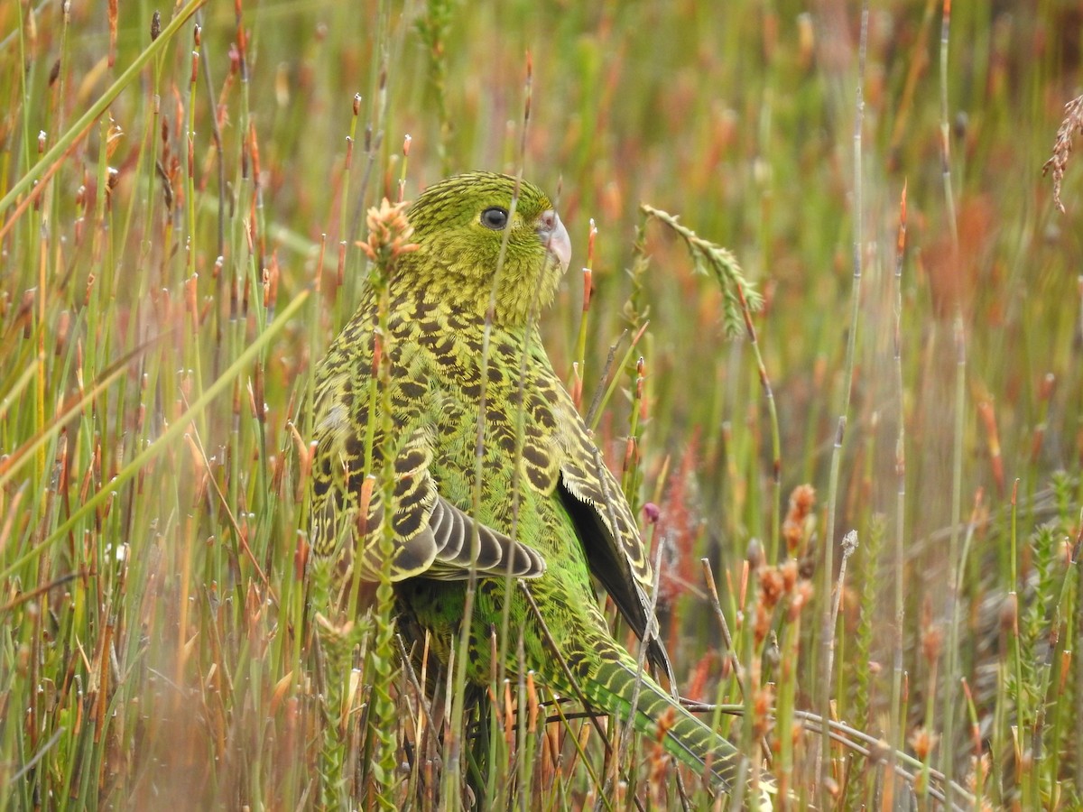 Ground Parrot - ML639017045