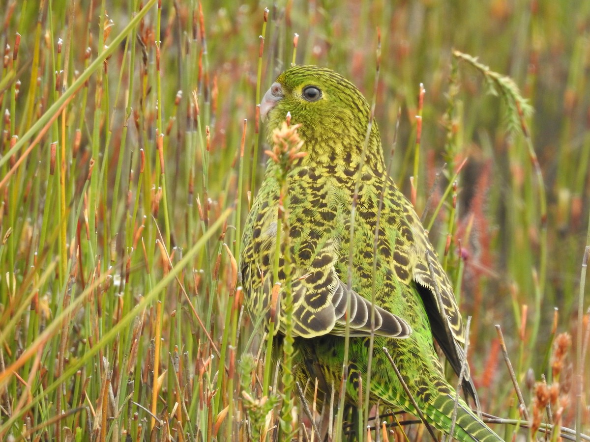Ground Parrot - ML639017046