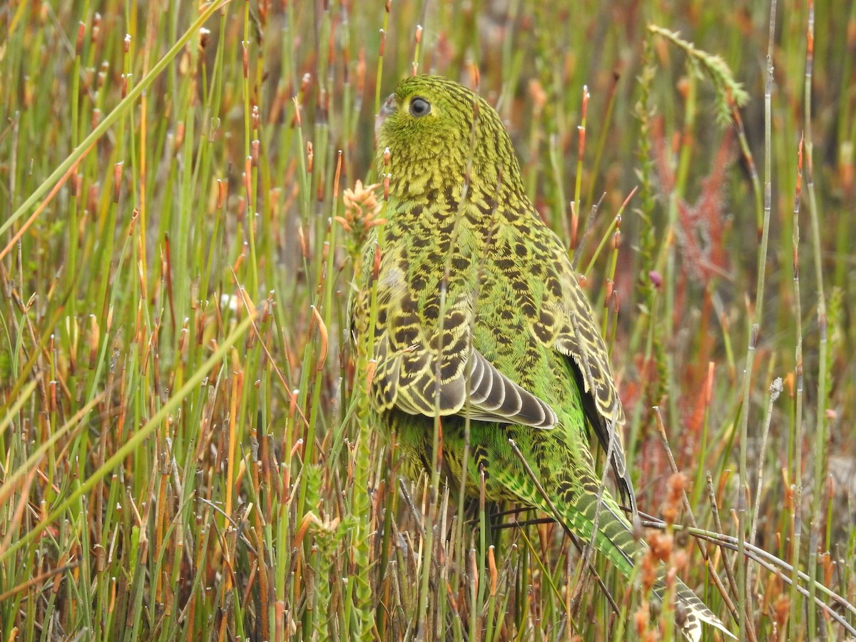 Ground Parrot - ML639017047