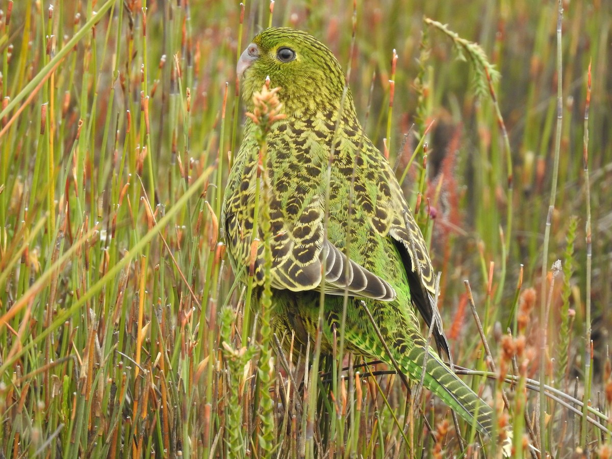Ground Parrot - ML639017048