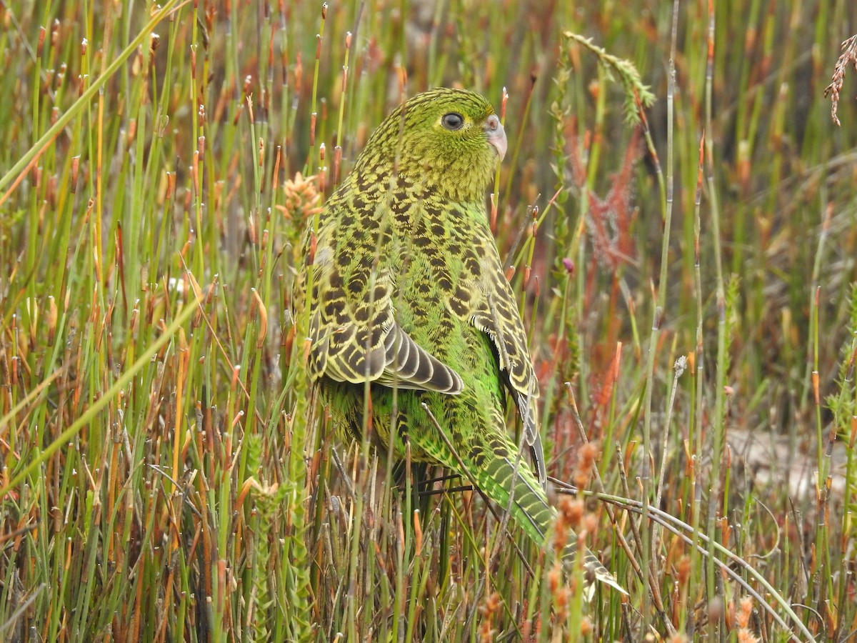 Ground Parrot - ML639017050